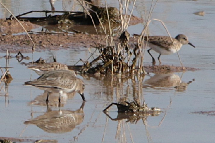 Dunlin - ML646331991