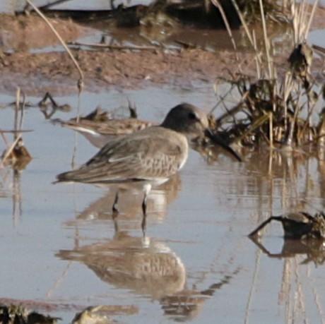 Dunlin - ML646331992