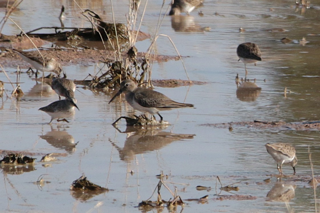 Dunlin - ML646331993
