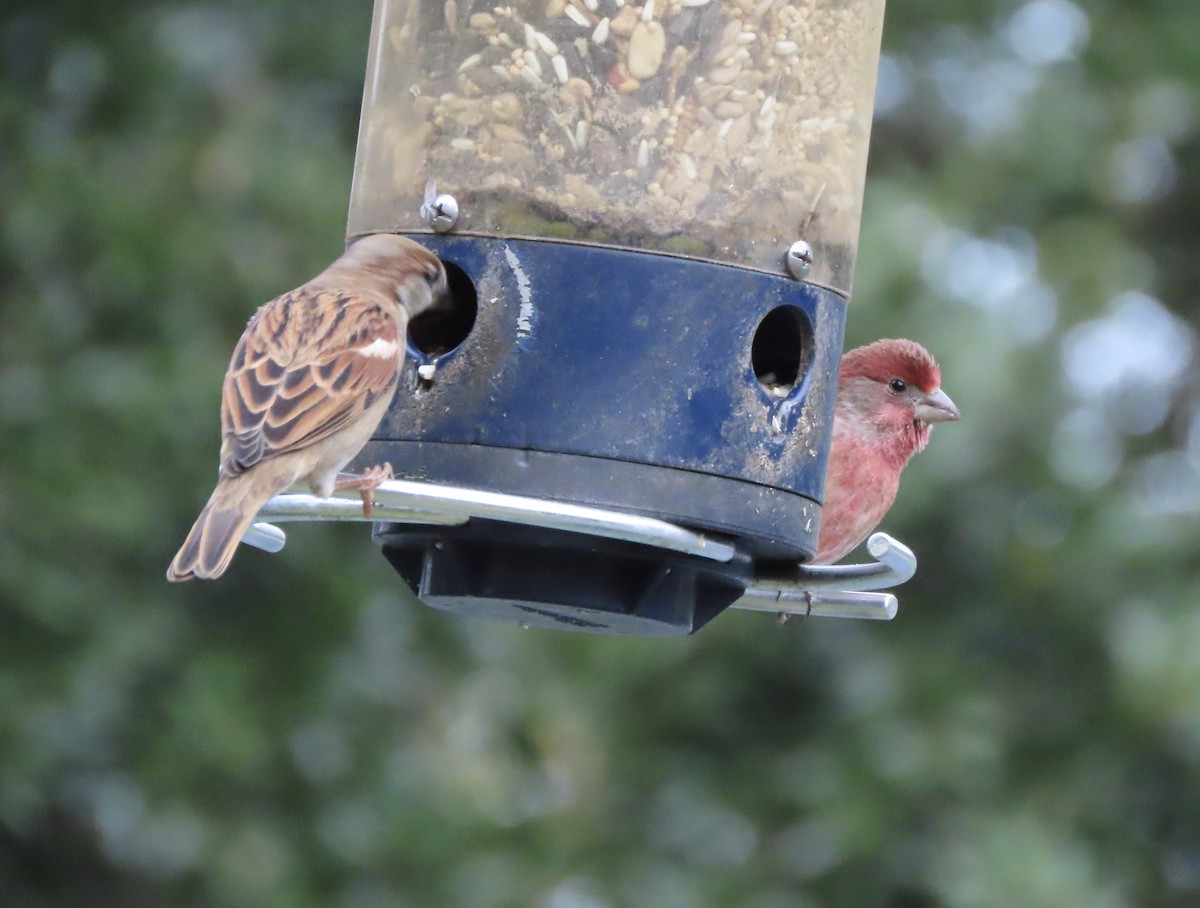 House Sparrow - ML646331994
