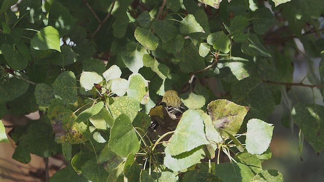 Bay-breasted Warbler - ML646331996