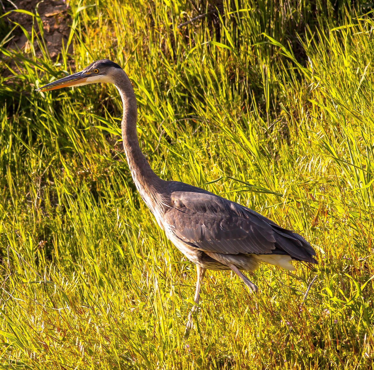 Great Blue Heron - ML646331999