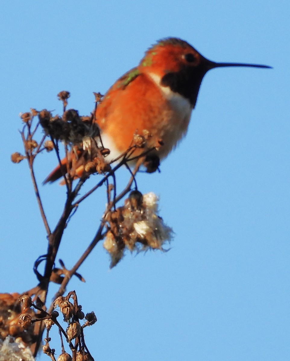 Allen's Hummingbird - ML646332000