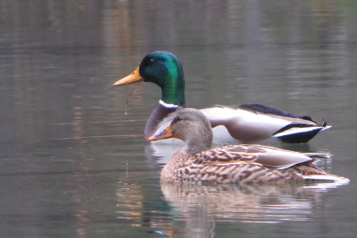 Mallard - ML646332001
