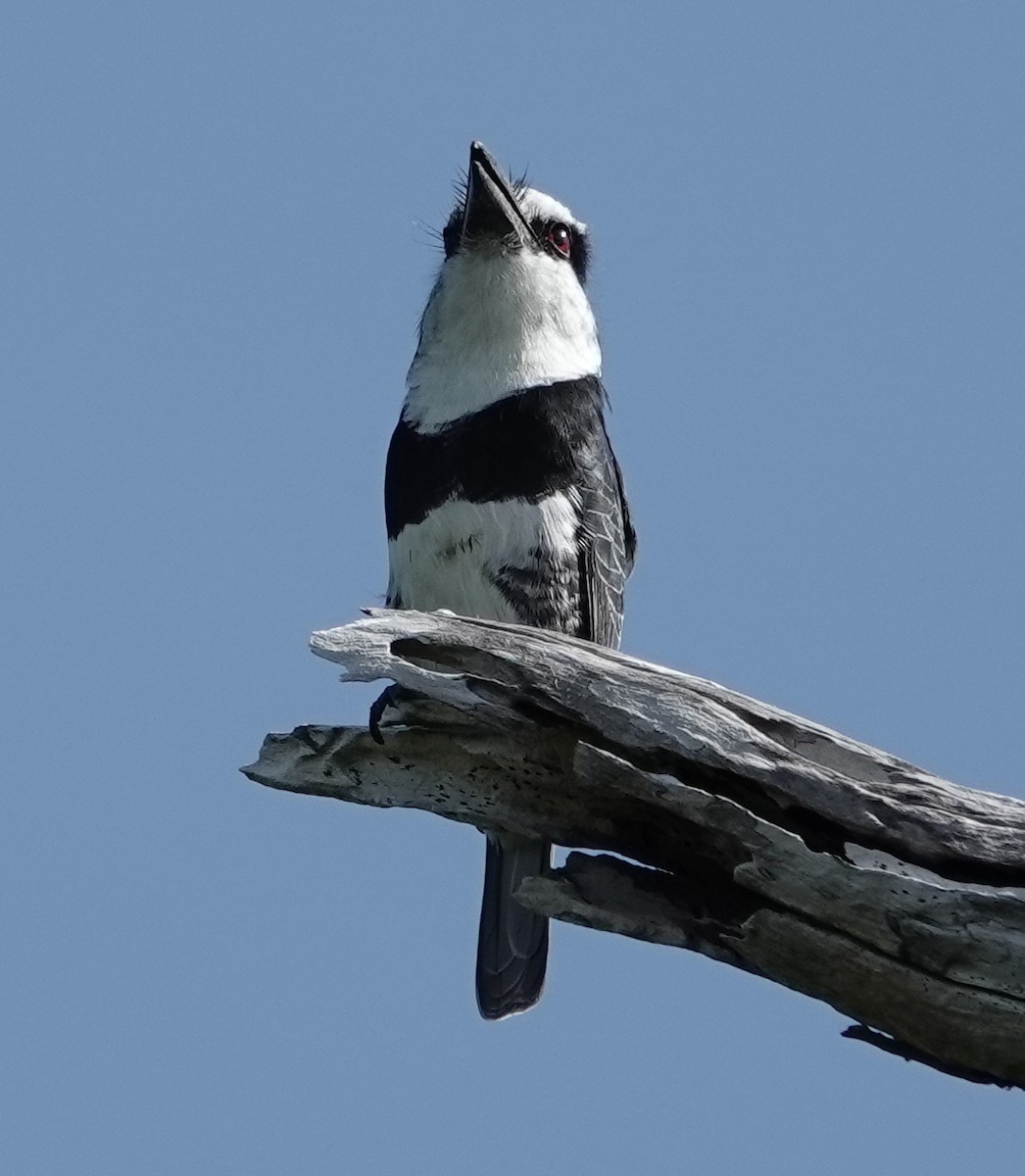 White-necked Puffbird - ML646332002