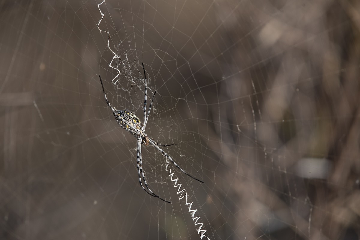 Common Garden Orbweb Spider - ML646332004