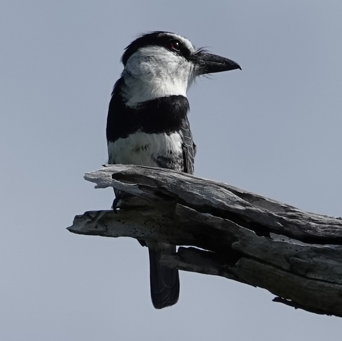 White-necked Puffbird - ML646332006