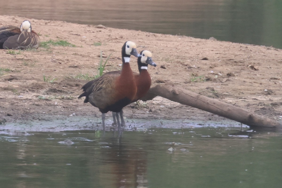 White-faced Whistling-Duck - ML646332007