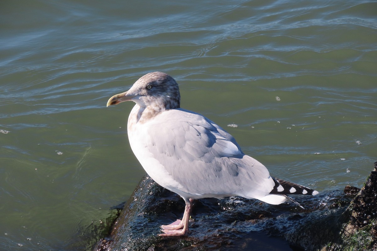 American Herring Gull - ML646332008