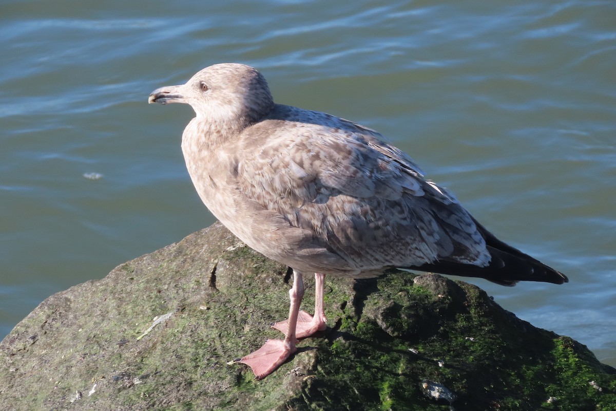 American Herring Gull - ML646332009