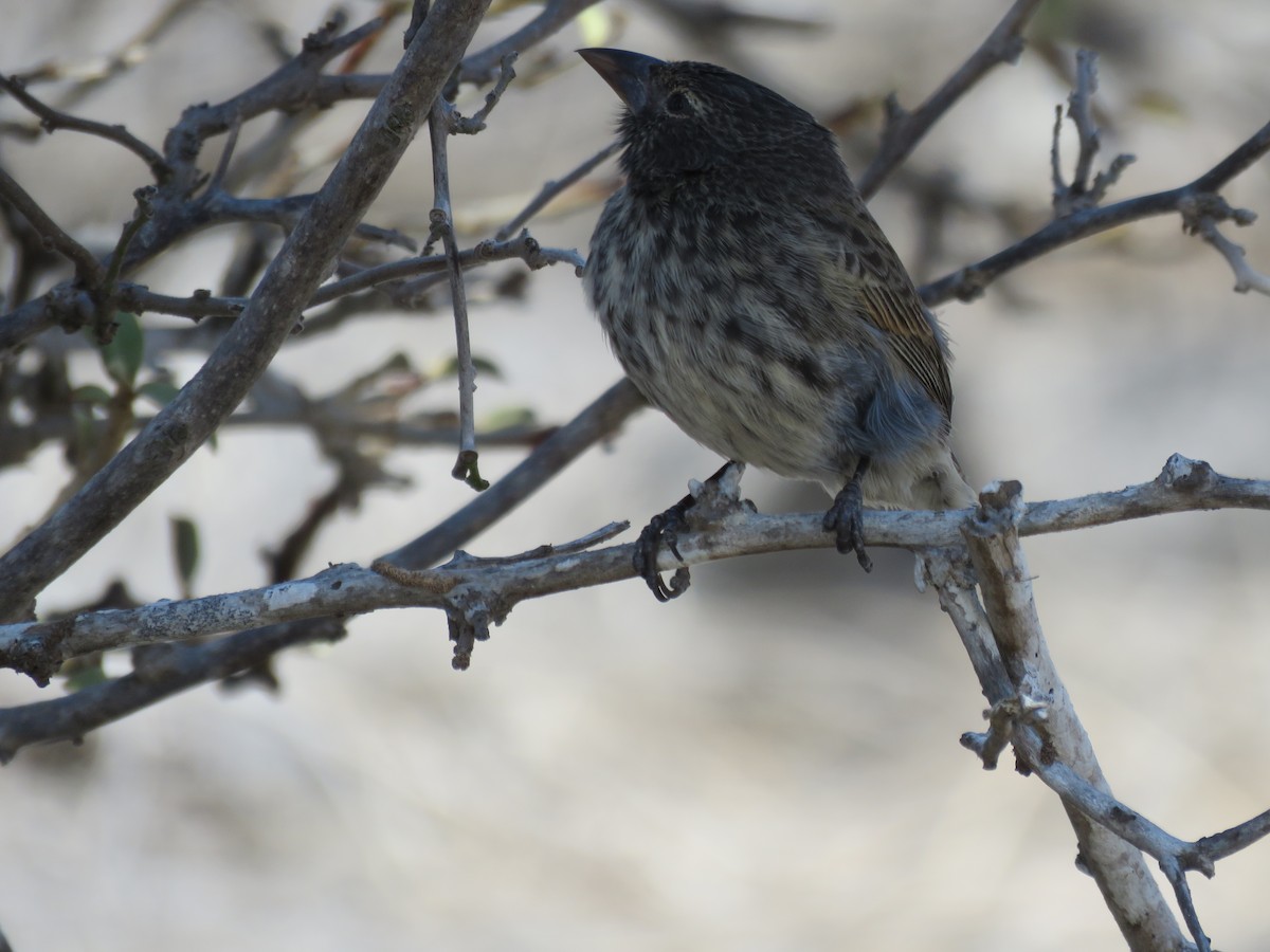 Common Cactus-Finch - ML646332012