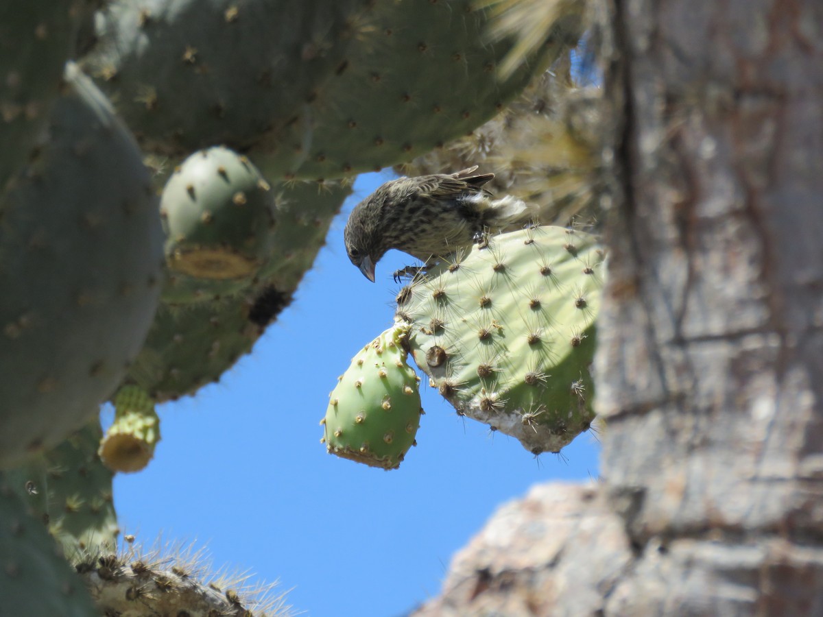 Common Cactus-Finch - ML646332013