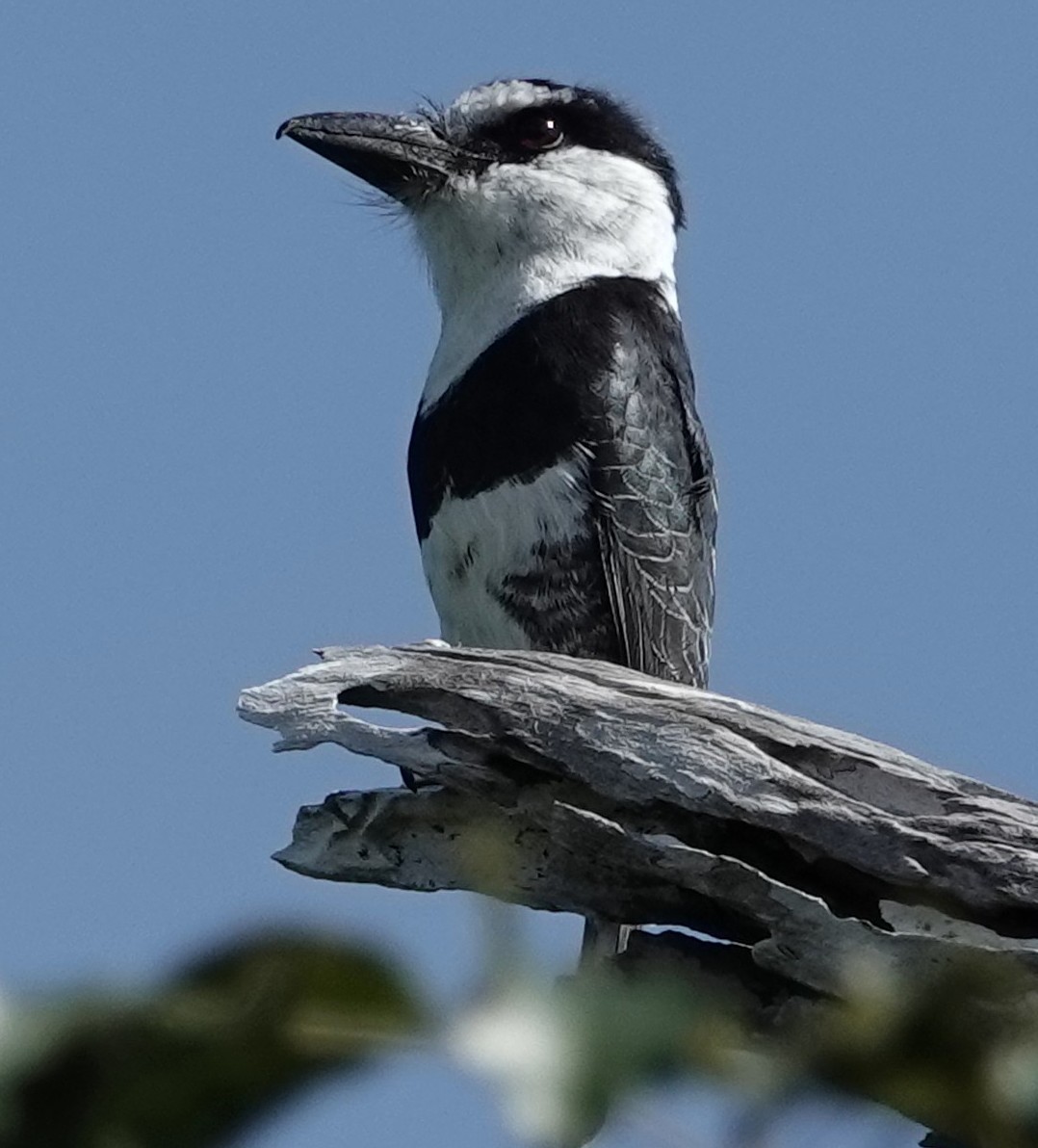 White-necked Puffbird - ML646332014