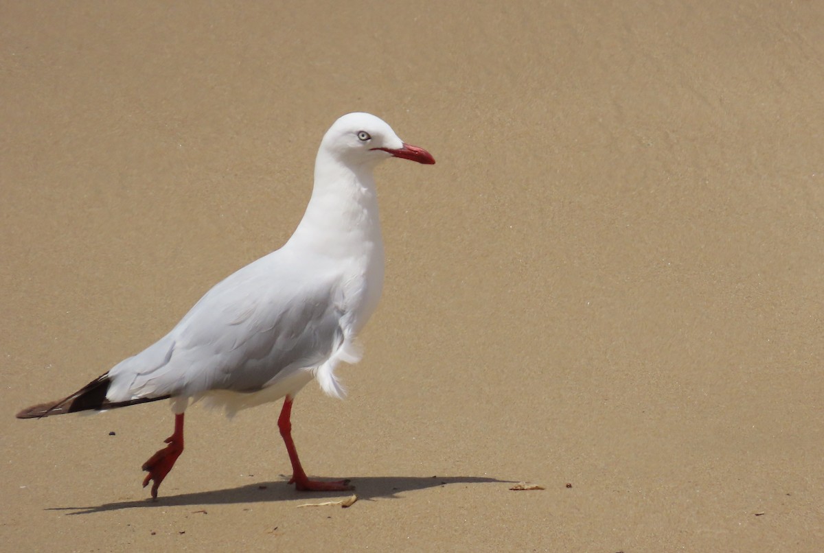 Silver Gull - ML646332020