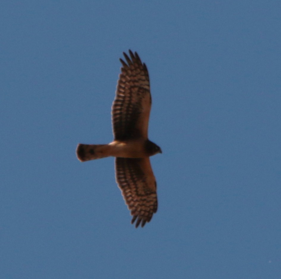 Northern Harrier - ML646332025