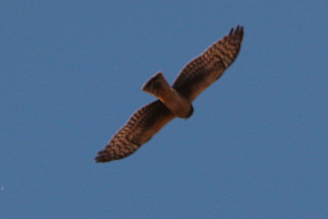 Northern Harrier - ML646332026
