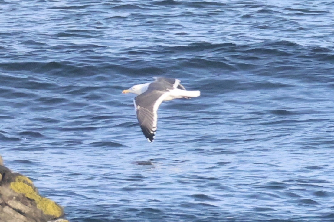 Slaty-backed Gull - ML646332030