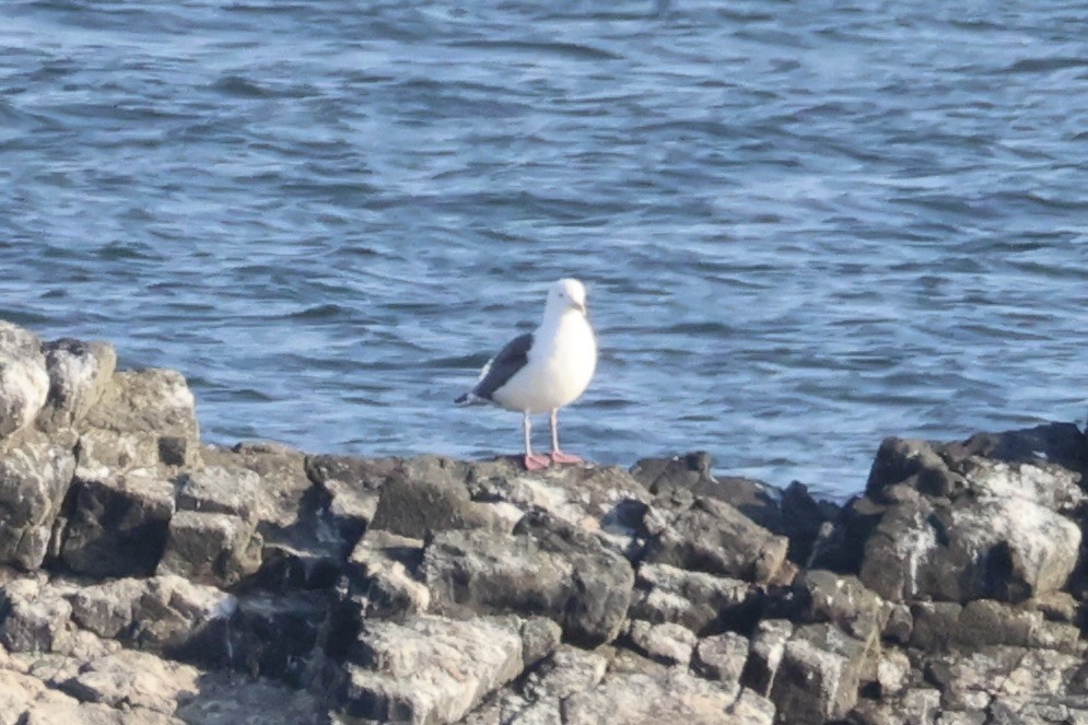 Slaty-backed Gull - ML646332031