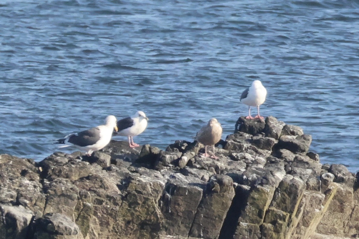 Slaty-backed Gull - ML646332032