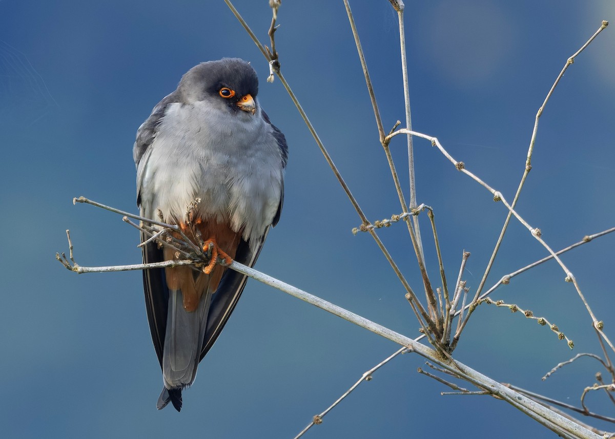 Amur Falcon - ML646332038