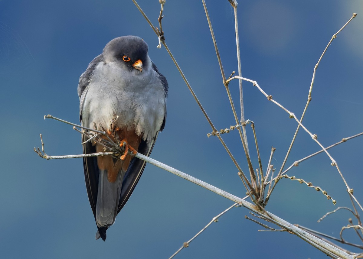 Amur Falcon - ML646332039