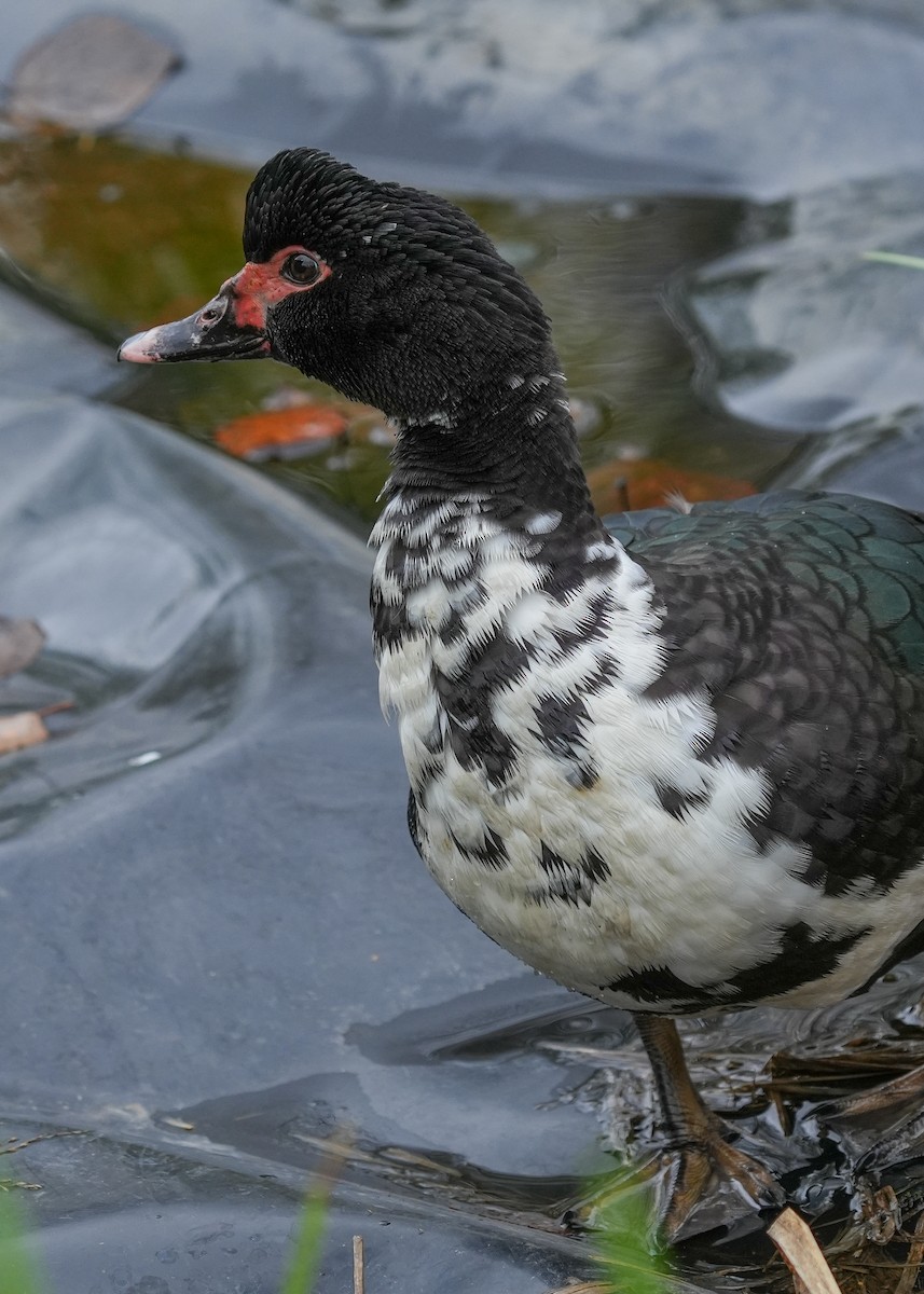 Ahate musketaduna (etxekoa) - ML646332042