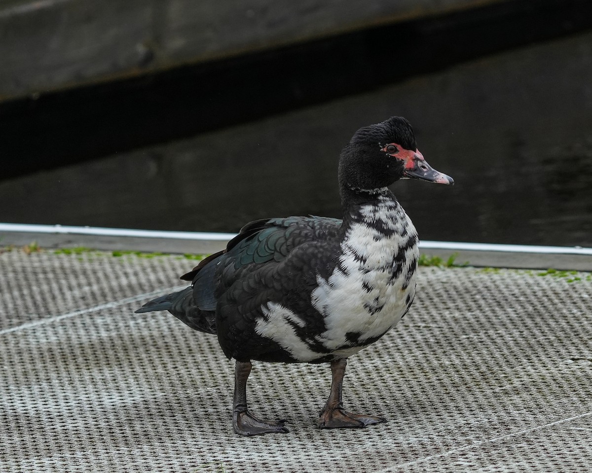 Ahate musketaduna (etxekoa) - ML646332043