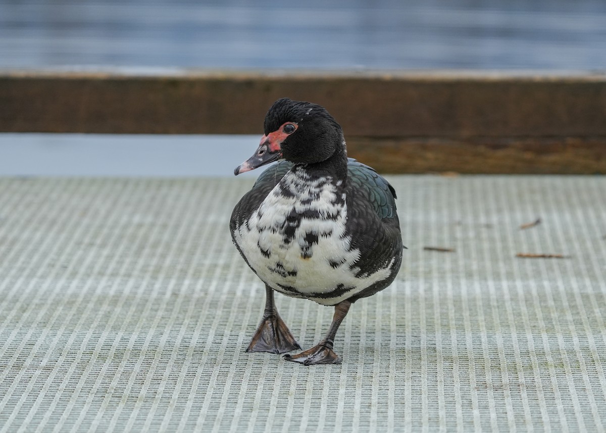 Ahate musketaduna (etxekoa) - ML646332044