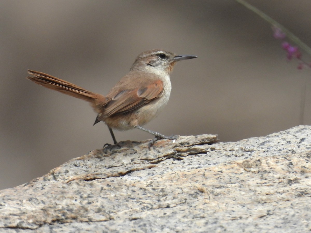 Cactus Canastero - ML646332045