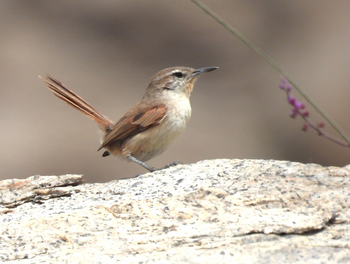 Cactus Canastero - ML646332046