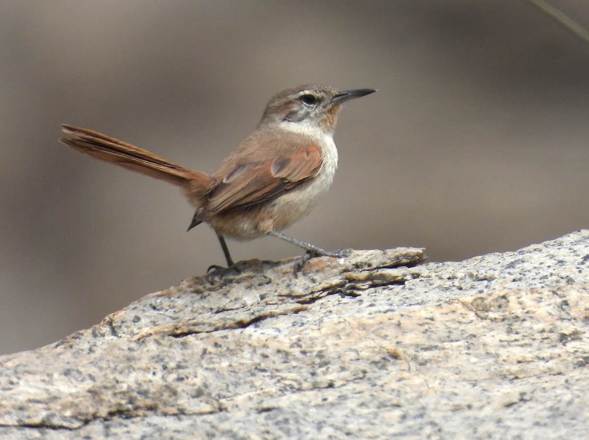 Cactus Canastero - ML646332047