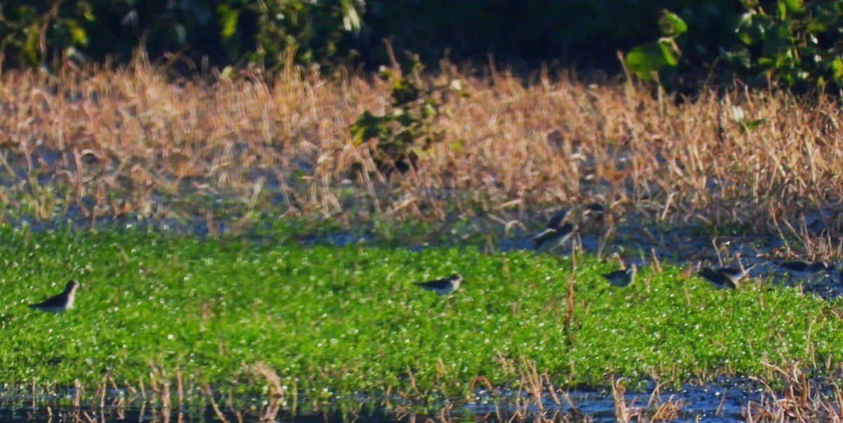 Least Sandpiper - ML646332048