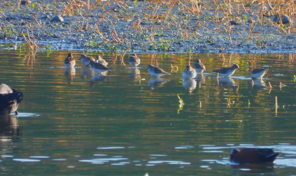 Least Sandpiper - ML646332049