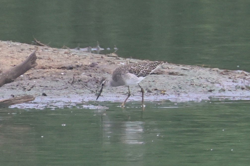 Wood Sandpiper - ML646332051