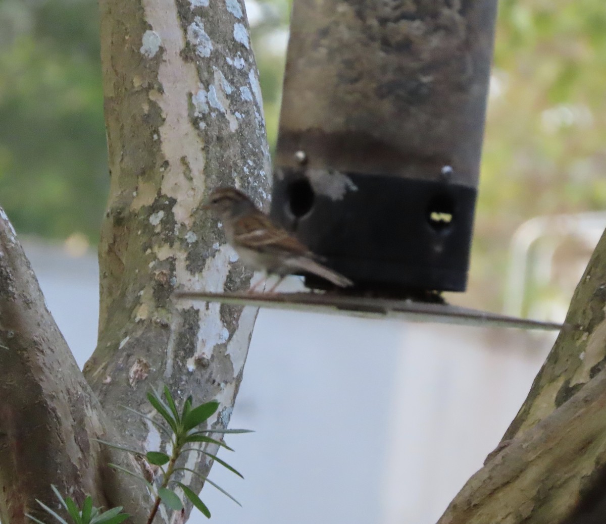 Chipping Sparrow - ML646332052