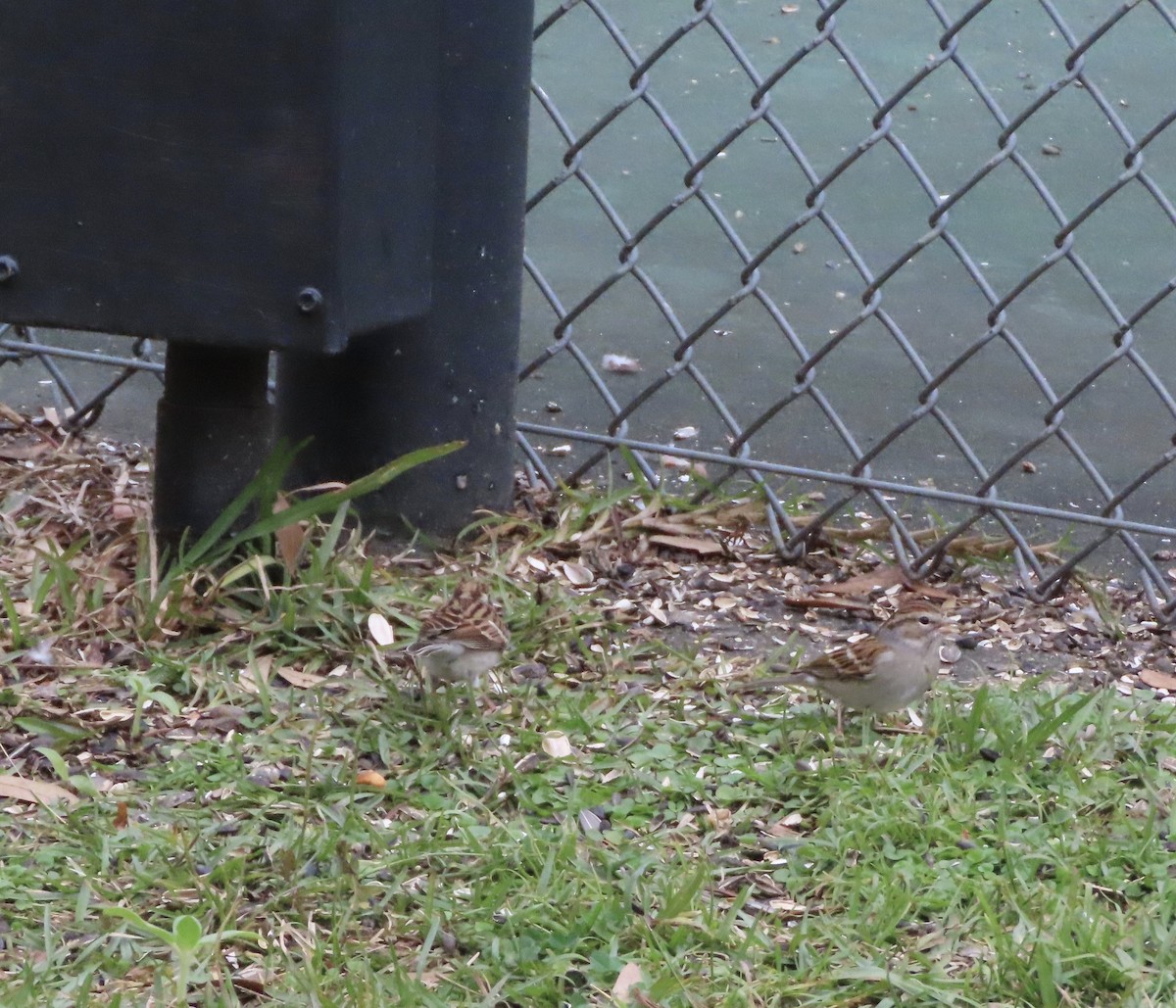 Chipping Sparrow - ML646332053