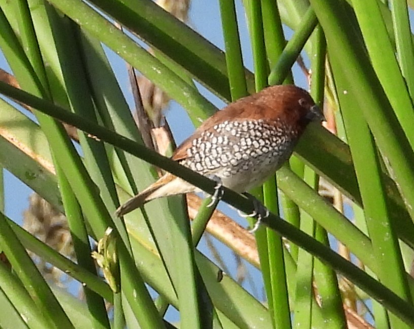 Scaly-breasted Munia - ML646332054
