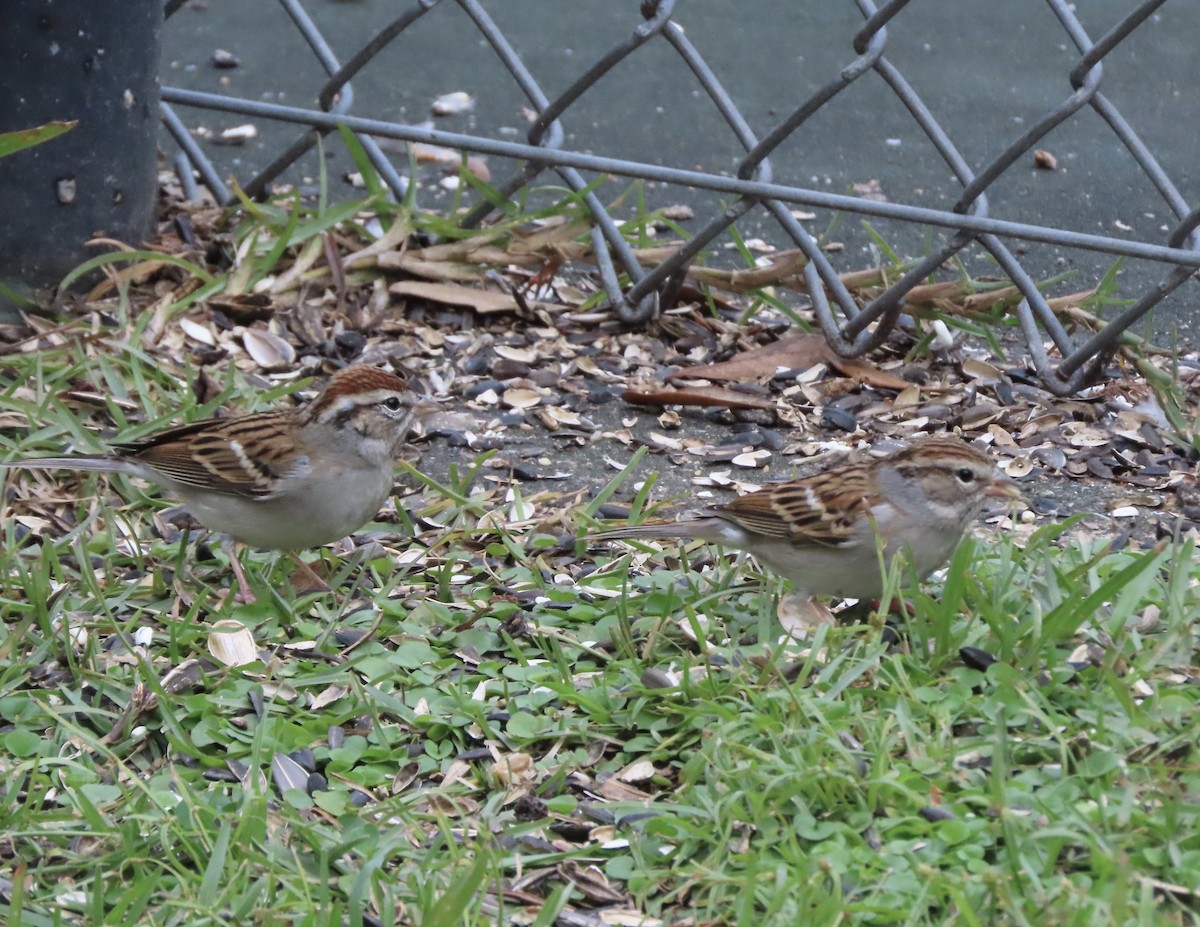 Chipping Sparrow - ML646332055