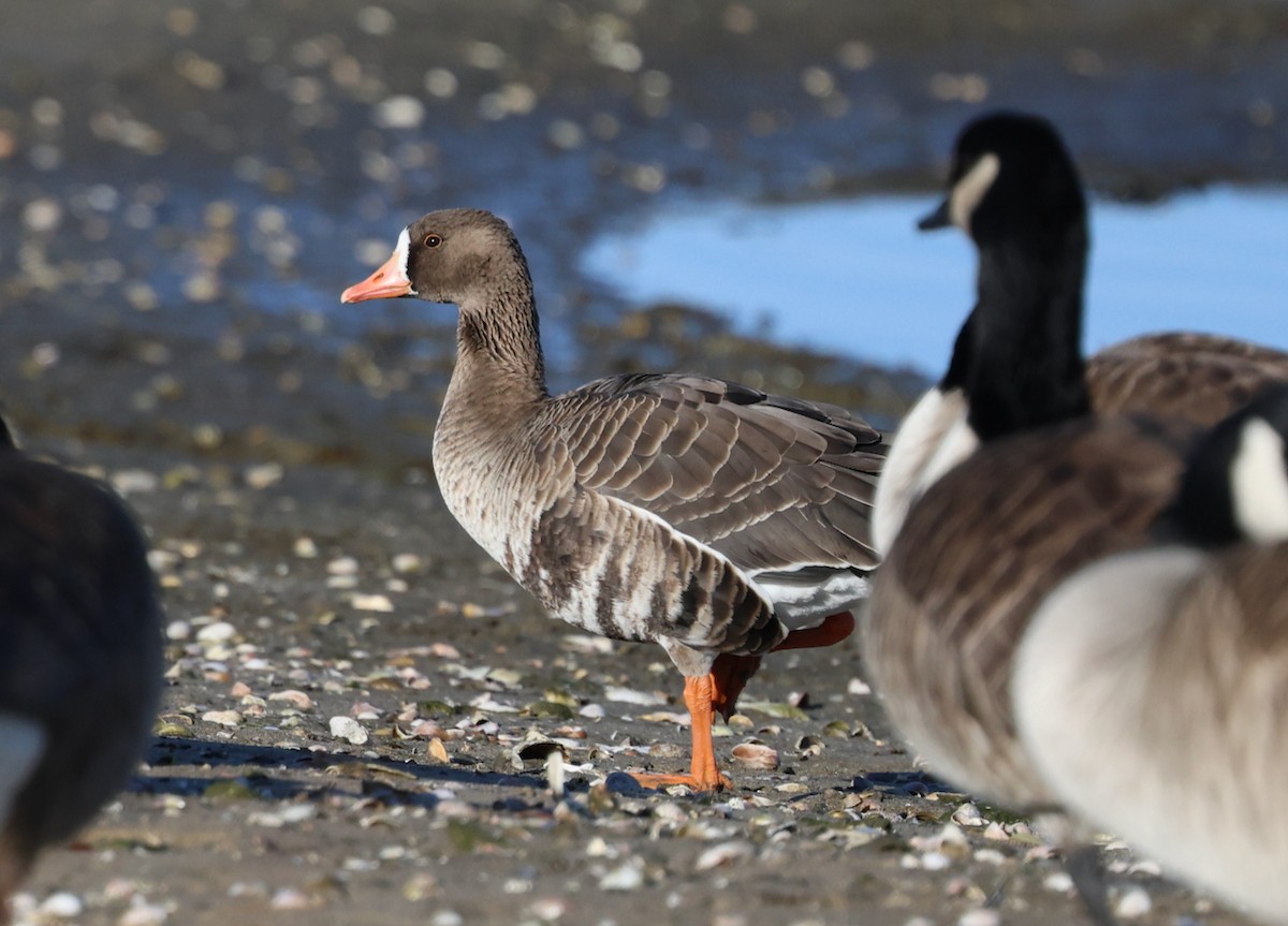 Greater White-fronted Goose - ML646332056