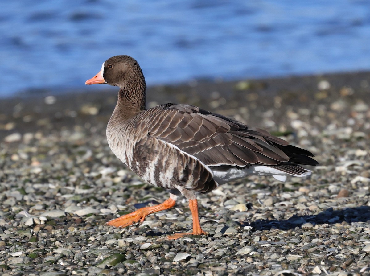 tundragås - ML646332057