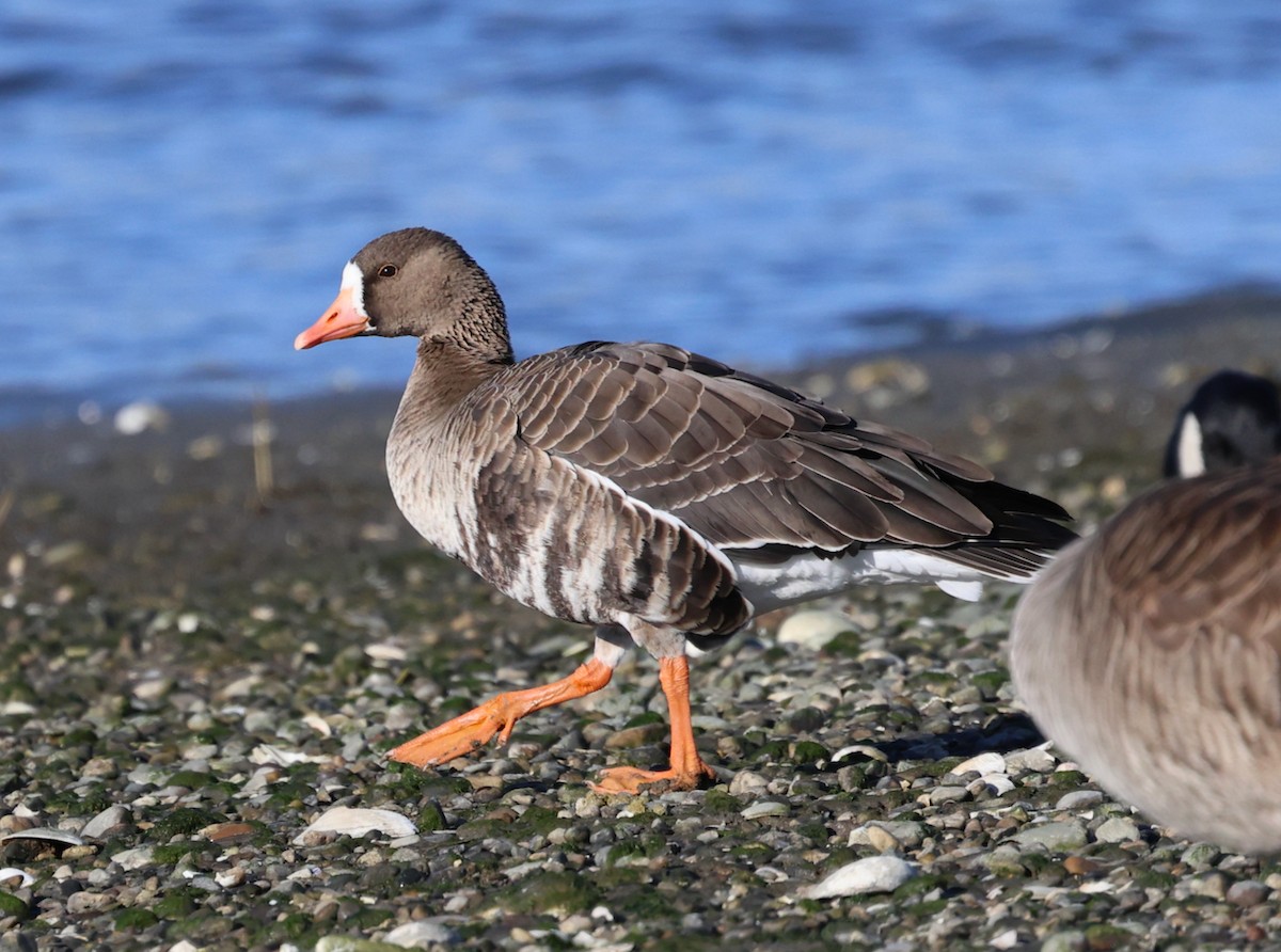 tundragås - ML646332058