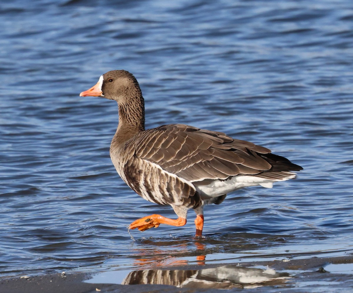 tundragås - ML646332059