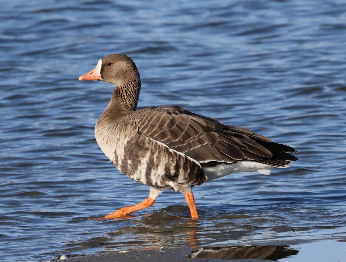 tundragås - ML646332060