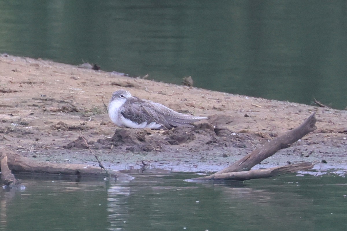 Common Greenshank - ML646332062