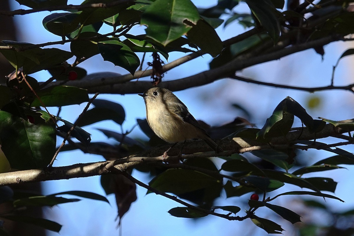 Ruby-crowned Kinglet - ML646332065