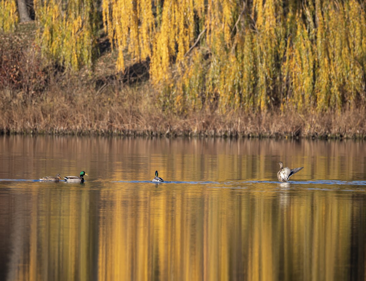 Mallard - ML646332068