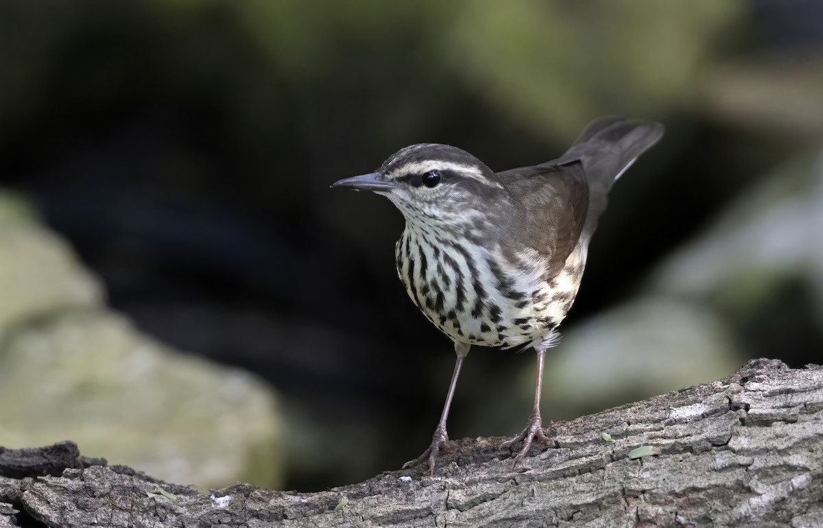 Northern Waterthrush - ML646332069