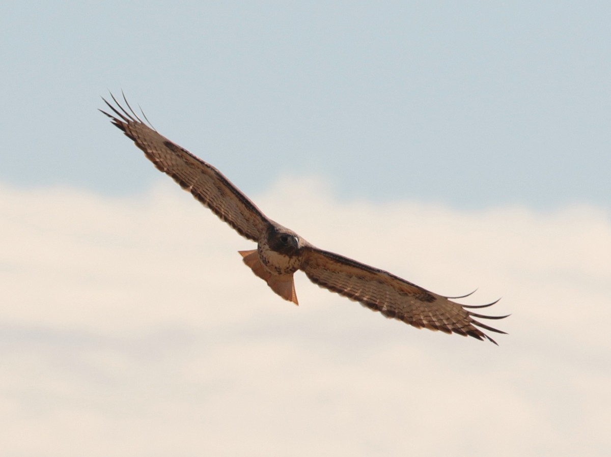 Red-tailed Hawk - ML646332070