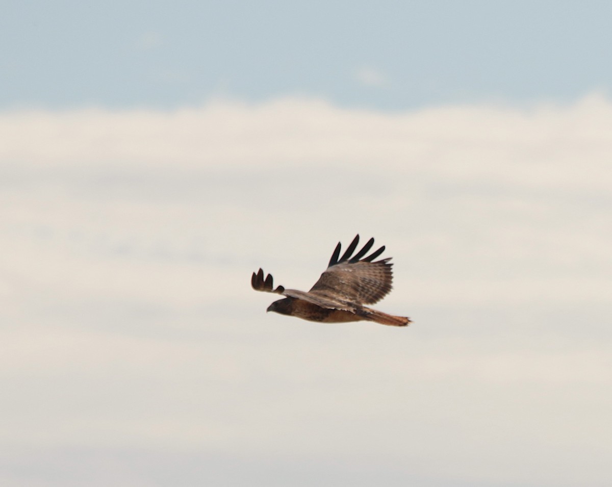 Red-tailed Hawk - ML646332071