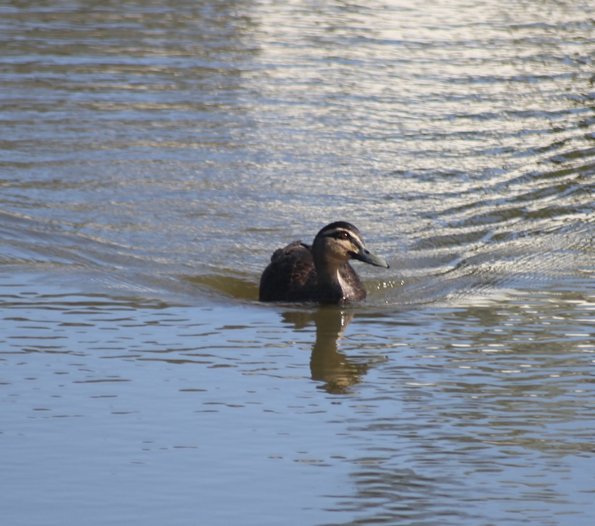 Pacific Black Duck - ML646332073